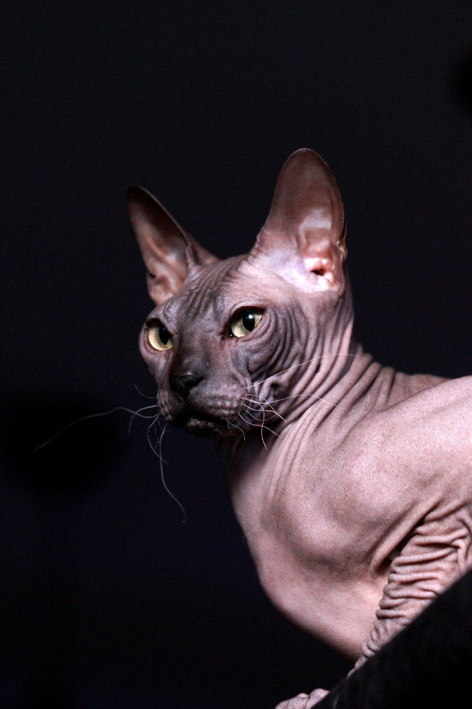 Lemmikkikuvaus valokuvaaja valokuvaus Tampere