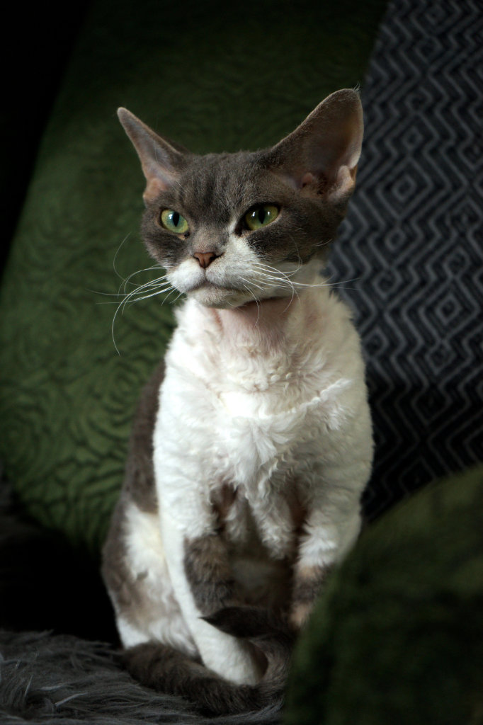 Lemmikkikuvaus valokuvaus valokuvaaja Tampere