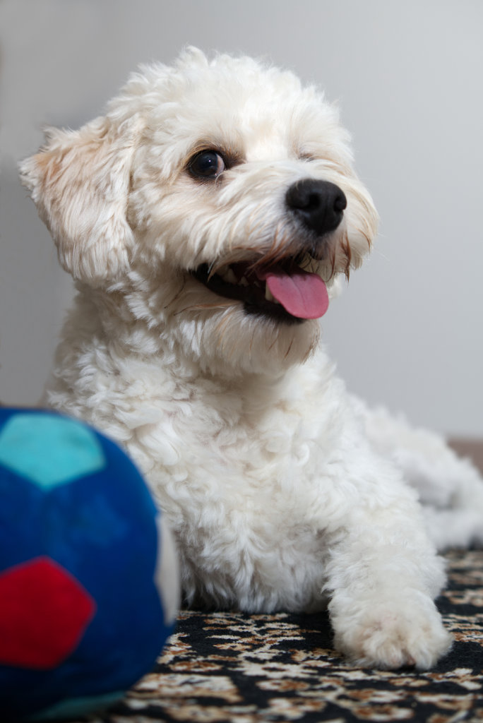 Lemmikkikuvaus valokuvaaja Tampere valokuvaus